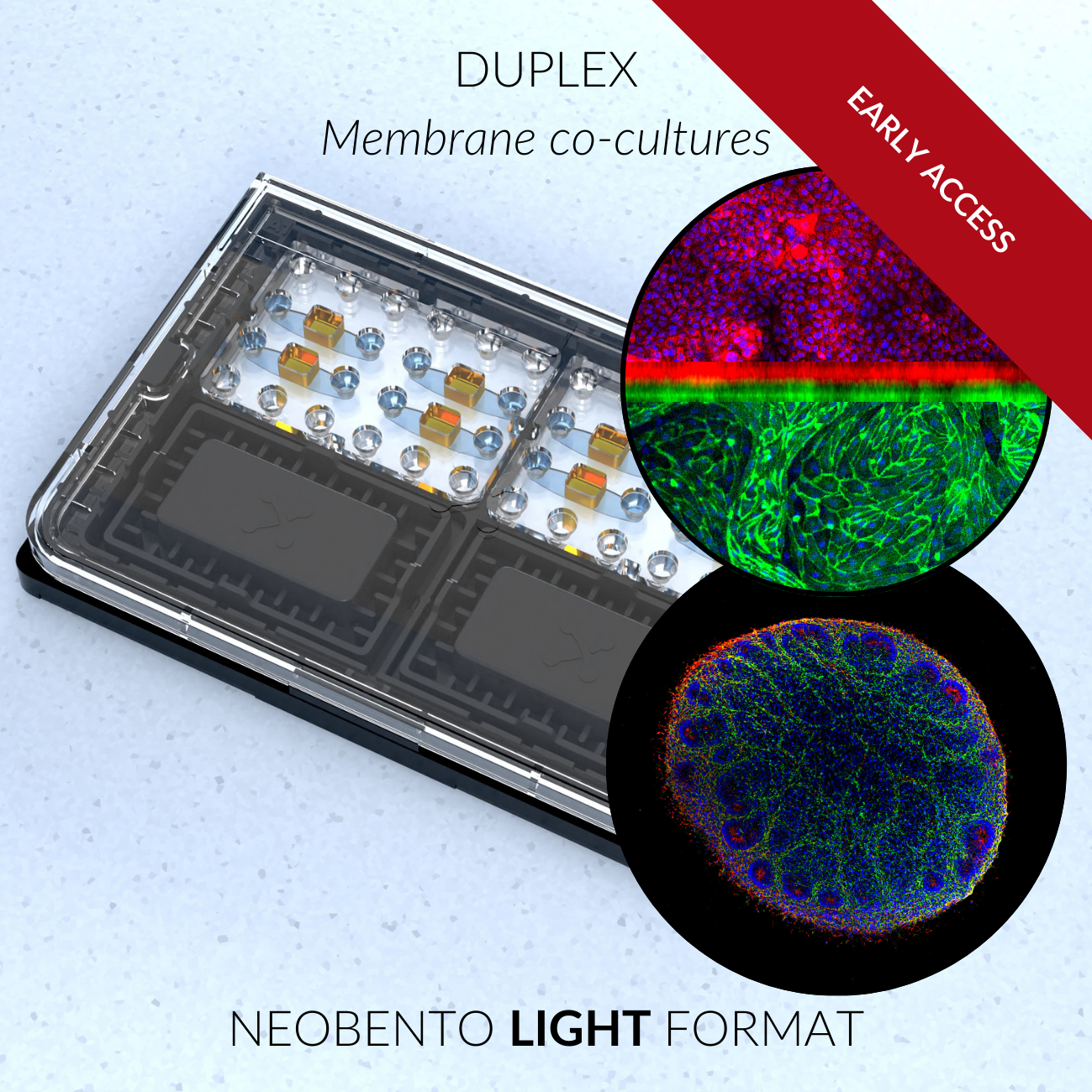 Duplex LIGHT - Beta Version