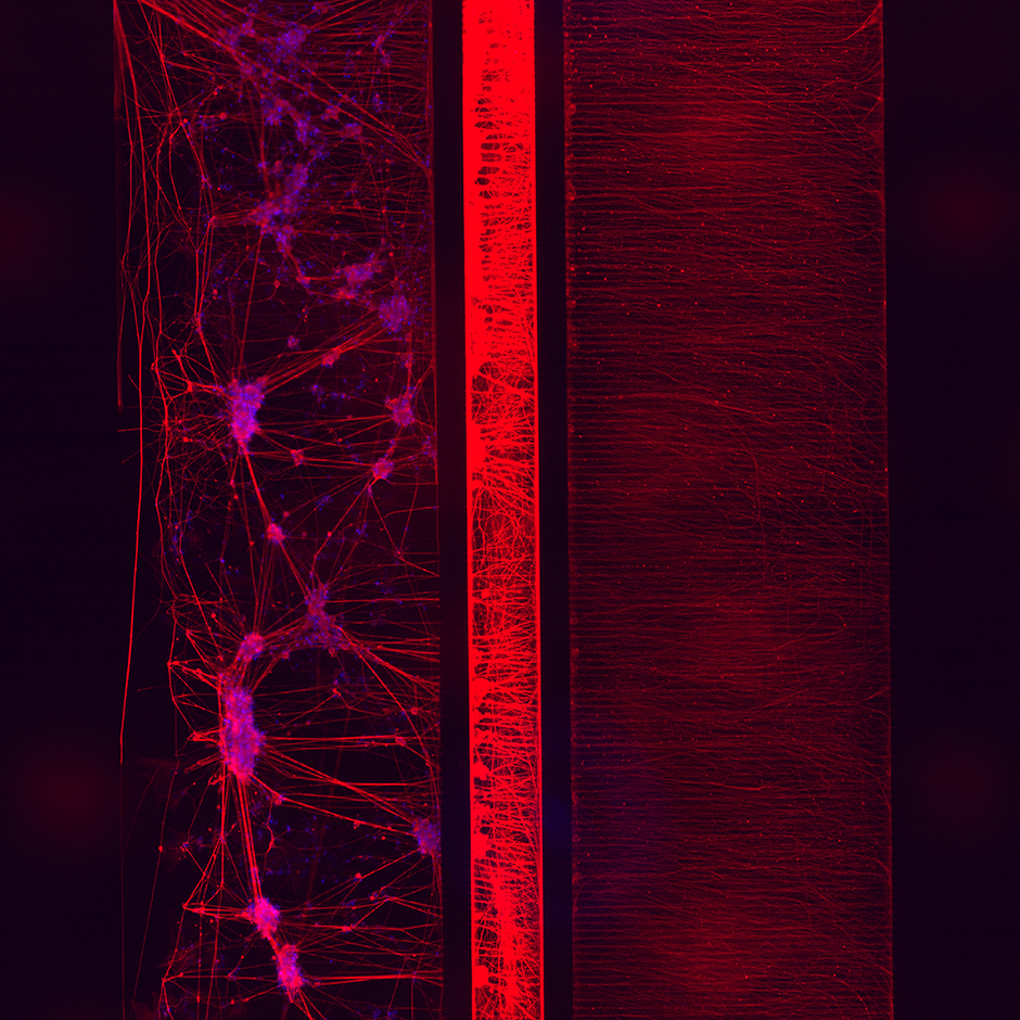 NeuroFluidics Sensory Neurons Kit