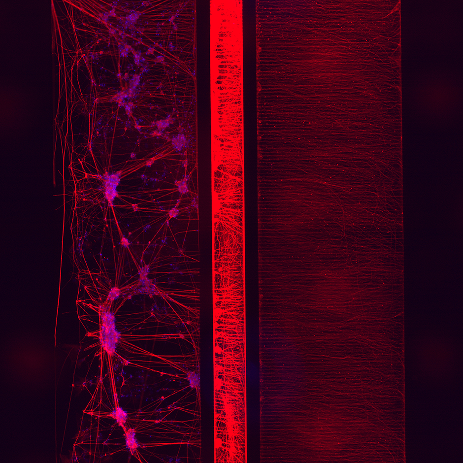 Sensory Neurons Kit