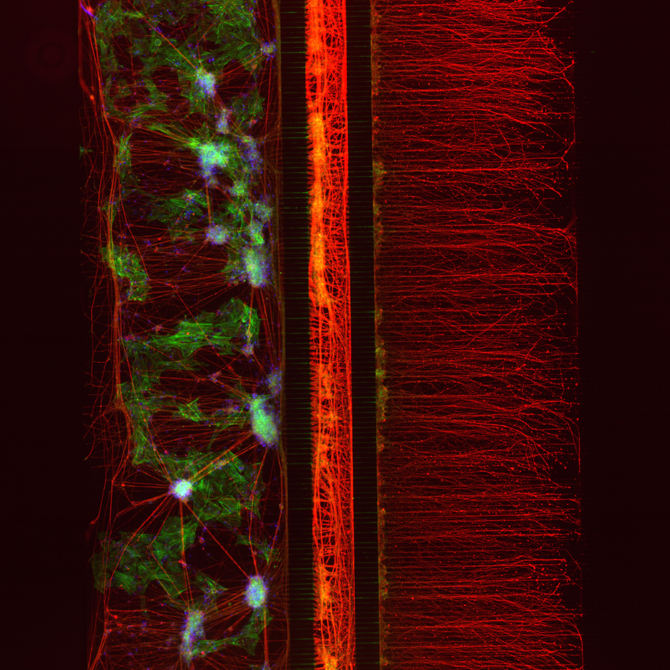 NeuroFluidics Sensory Neurons Kit